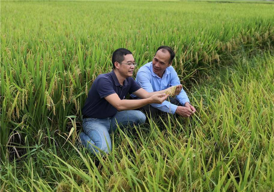 富硒汉粮大米价格走势图(大米的价格走势)-硒宝网