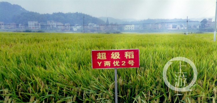 隆平富硒大米价格表最新（富硒大米的价格）-硒宝网