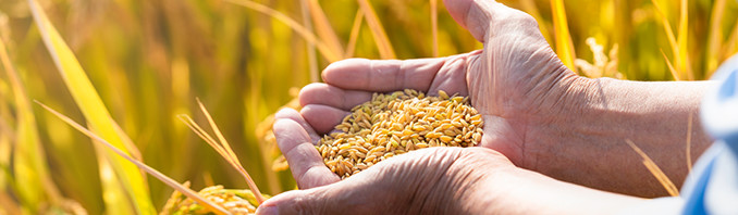 生态富硒大米多少钱一斤(富硒大米的绿色骗局)-硒宝网