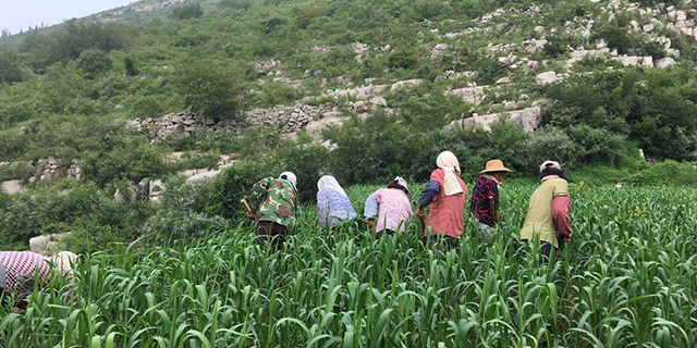 人工富硒大米多少钱一斤(富硒大米市场前景)-硒宝网