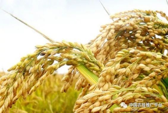 安康富硒大米十斤多少钱(高安富硒大米)-硒宝网