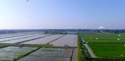 富硒胚芽大米多少钱一斤(富有机硒胚芽米)-硒宝网