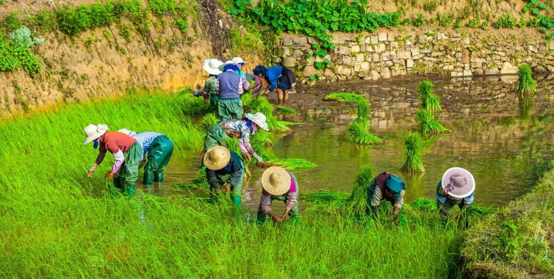 安康富硒大米十斤多少钱（安康富硒食品有限公司）-硒宝网