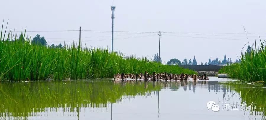 鸭田富硒大米多少钱1斤(原谷稻田富硒鸭稻米)-硒宝网