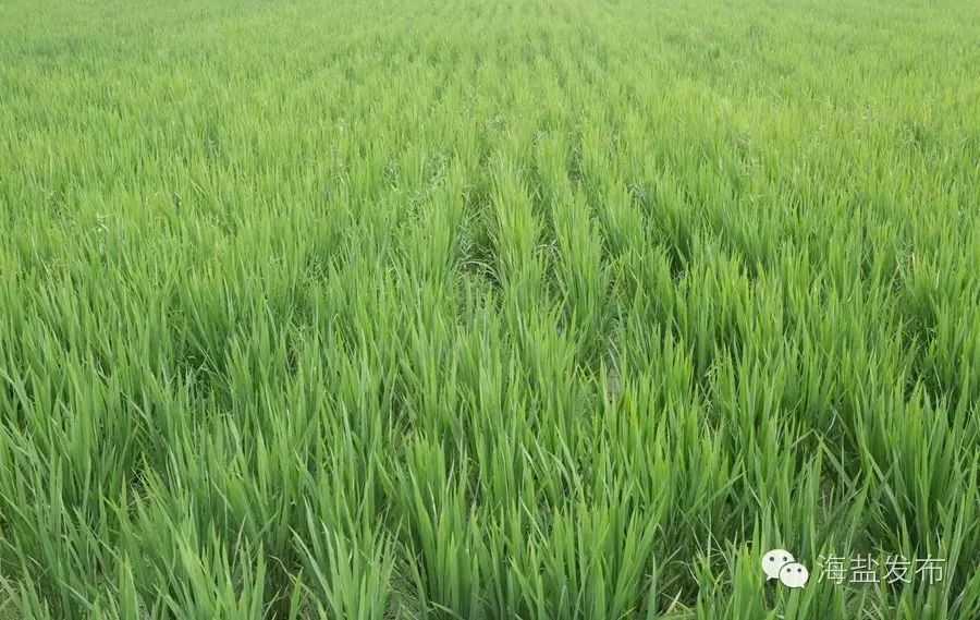 鸭田富硒大米多少钱1斤(原谷稻田富硒鸭稻米)-硒宝网