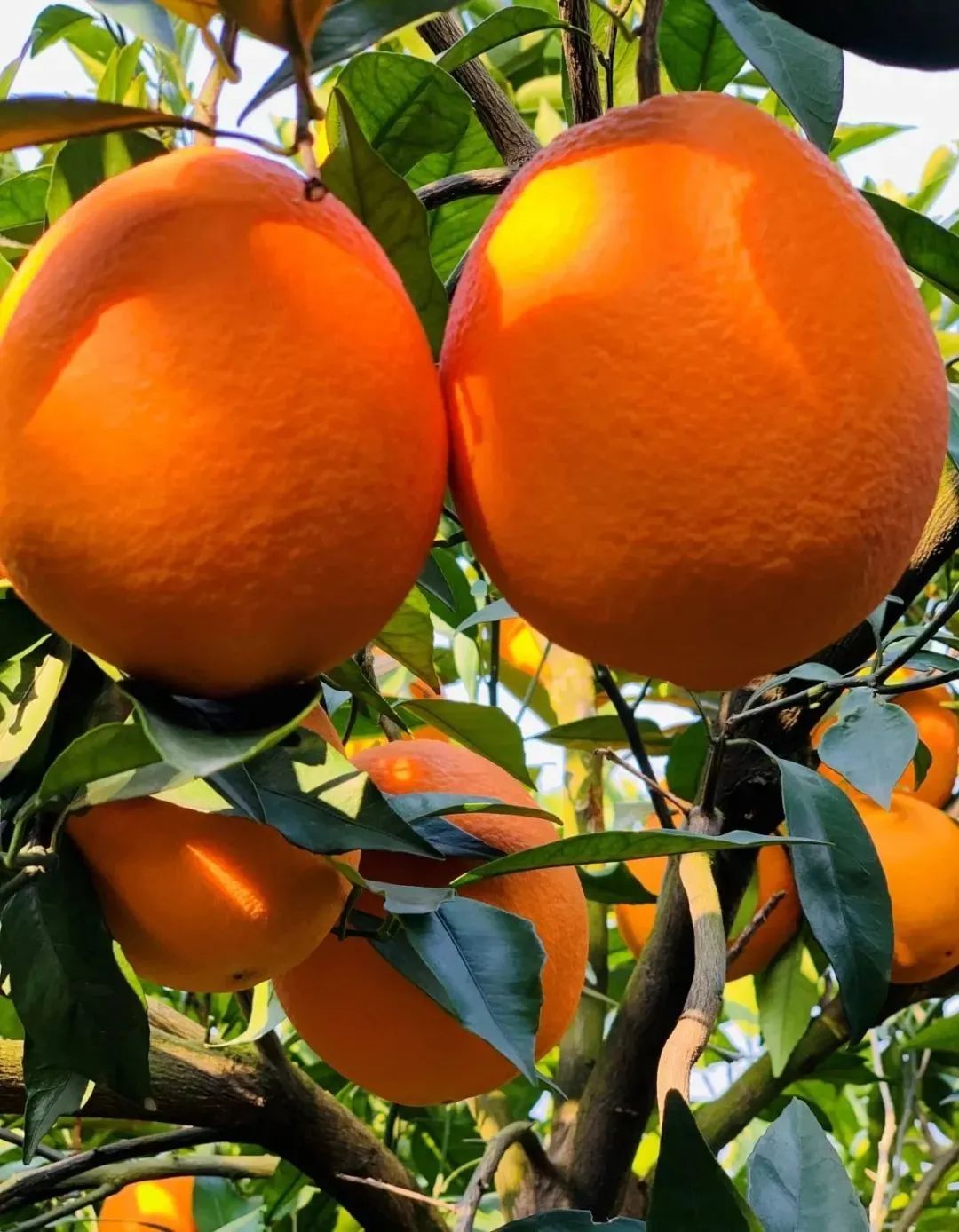 鸭田富硒大米多少钱1斤(鸭田富硒大米价格)-硒宝网