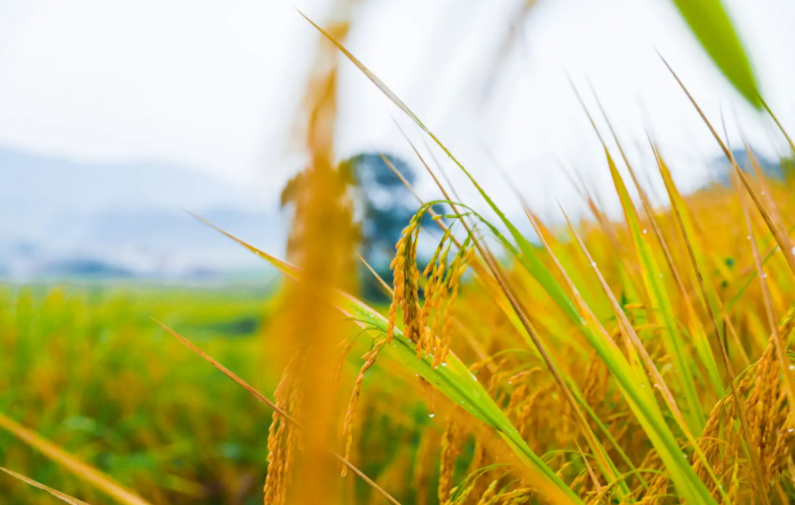 富硒大米最多多少钱一斤(据报道富硒大米有多种保健功能)-硒宝网