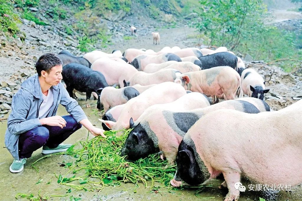 大山第一村富硒大米价格(富硒优质大米)-硒宝网