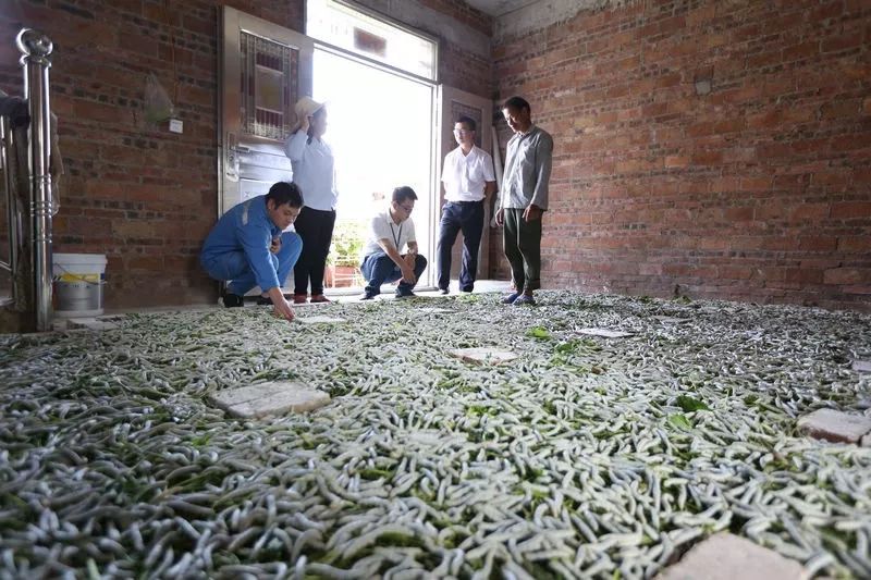 陆川县富硒大米哪可以买(富硒大米好吃吗)-硒宝网