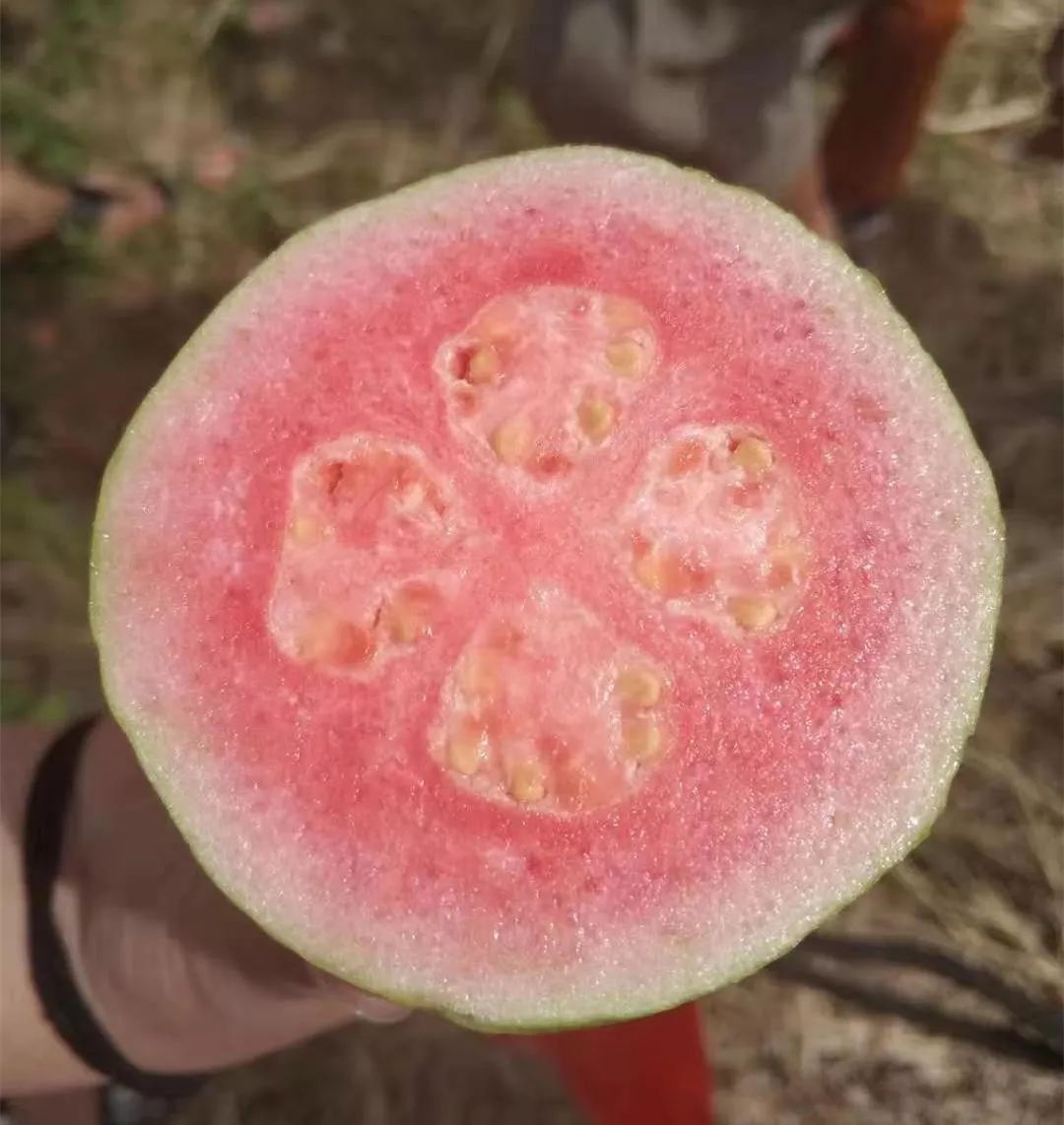 陆川县富硒大米哪可以买(富硒大米好吃吗)-硒宝网