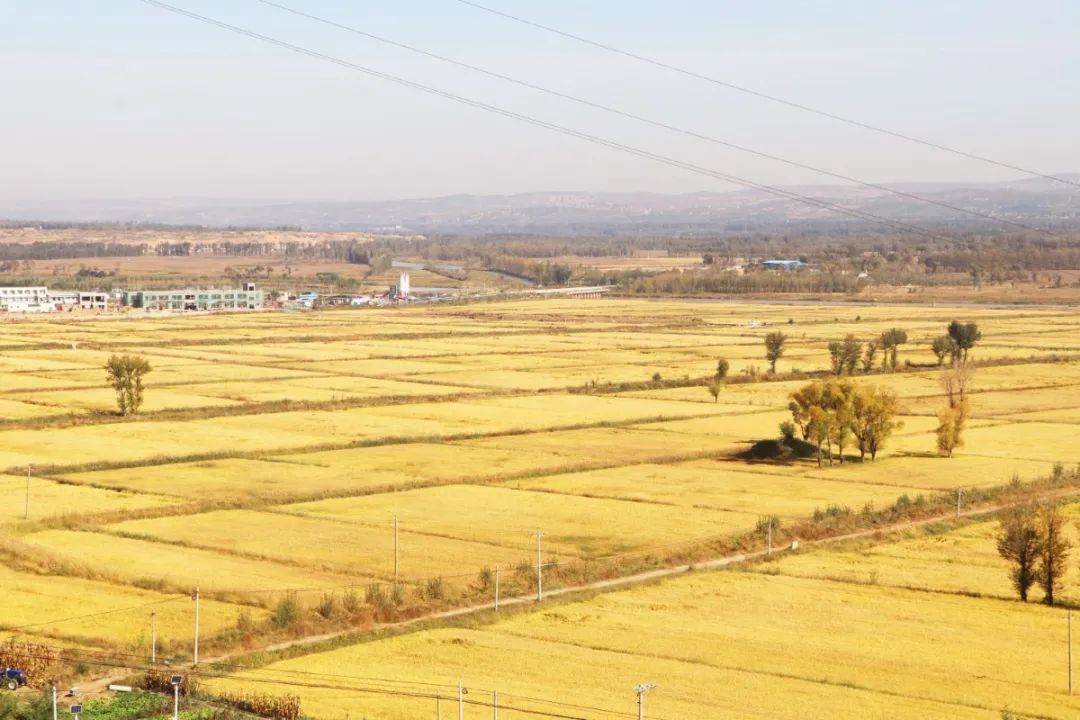 富硒蟹田大米一斤多少钱（蟹田大米好吃不）-硒宝网