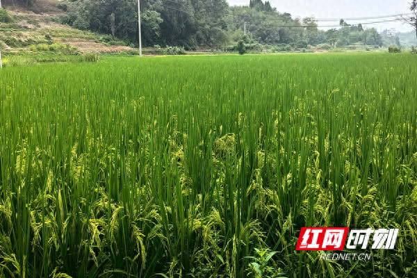 富硒大米一级多少钱一斤(富硒大米的国家标准)-硒宝网