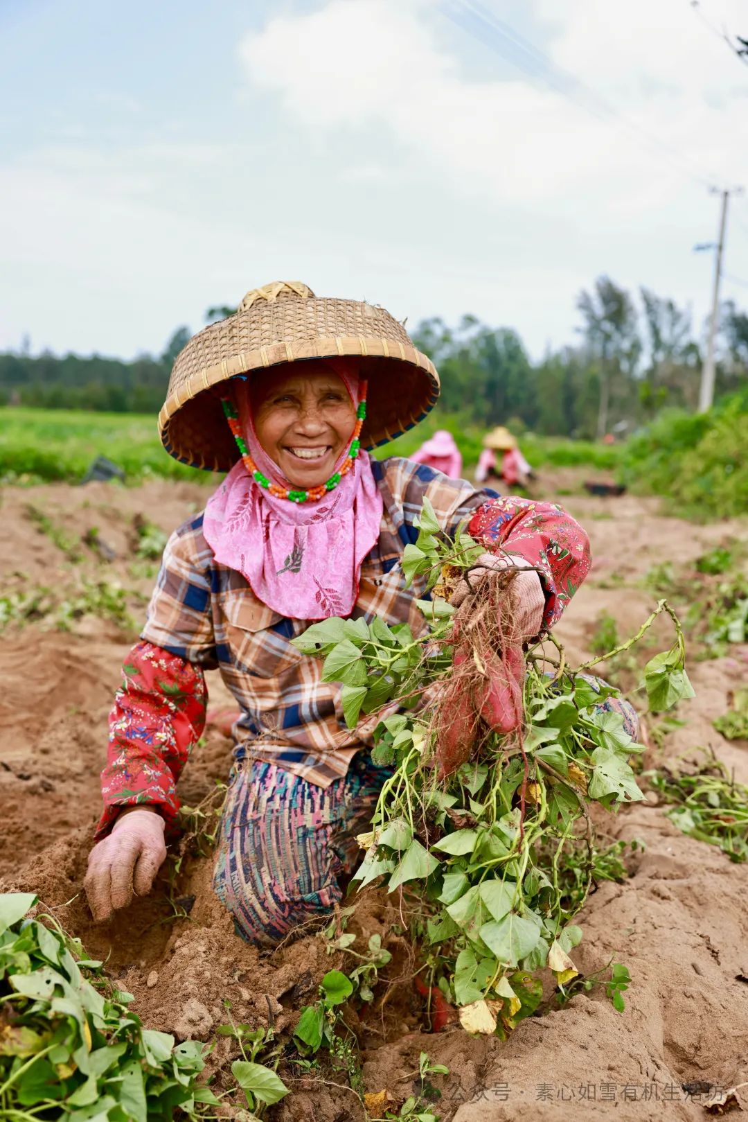 海南富硒地瓜减肥能吃吗（富硒地瓜含糖量高吗）-硒宝网