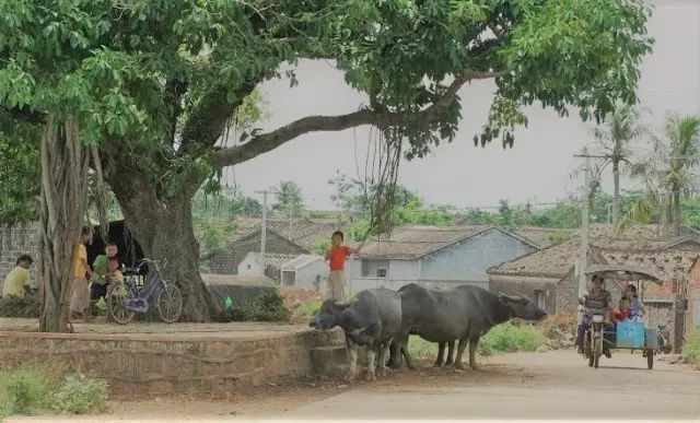 海南富硒地瓜减肥能吃吗（减肥可以吃富硒地瓜吗）-硒宝网