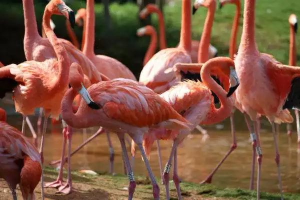 海南富硒地瓜减肥能吃吗（减肥可以吃富硒地瓜吗）-硒宝网