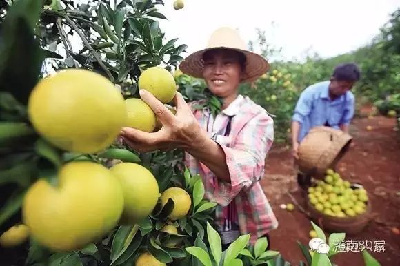 海南富硒地瓜减肥能吃吗（海南富硒地瓜好吃吗）-硒宝网