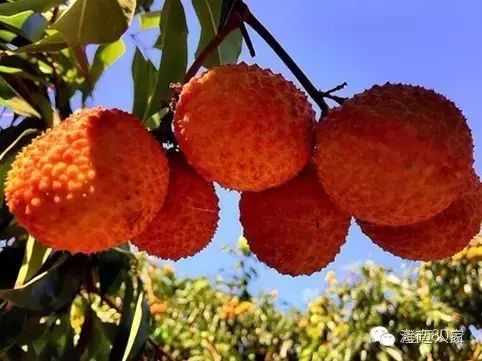 海南富硒地瓜减肥能吃吗（海南富硒地瓜好吃吗）-硒宝网