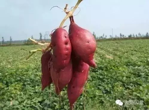 海南富硒地瓜减肥能吃吗（海南富硒地瓜好吃吗）-硒宝网