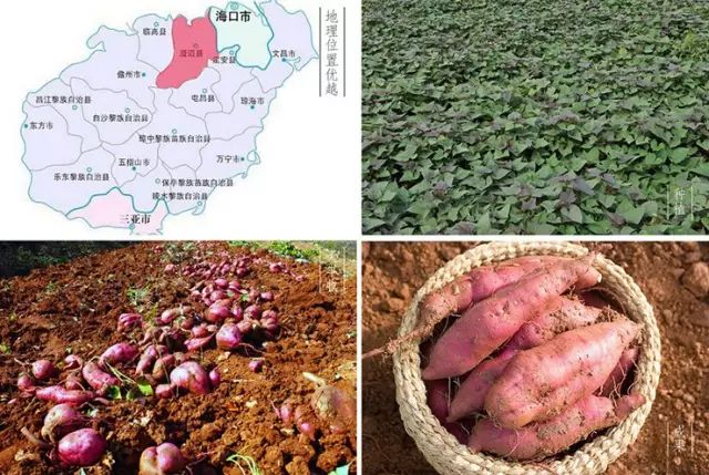 桥头地瓜与富硒地瓜区别（桥头地瓜含硒真的高吗）-硒宝网