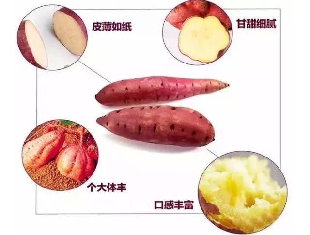 桥头地瓜与富硒地瓜区别（桥头地瓜含硒真的高吗）-硒宝网