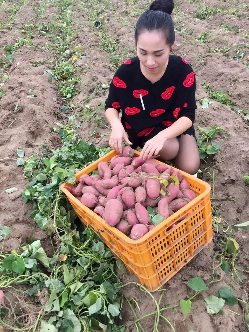 桥头地瓜与富硒地瓜区别（桥头地瓜含硒真的高吗）-硒宝网