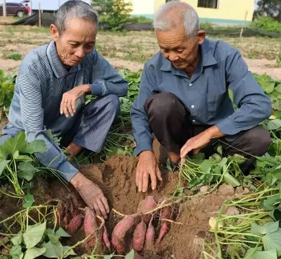 桥头地瓜与富硒地瓜区别（桥头地瓜含硒真的高吗）-硒宝网