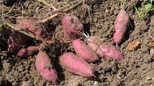 桥头地瓜与富硒地瓜区别（桥头地瓜含硒真的高吗）-硒宝网