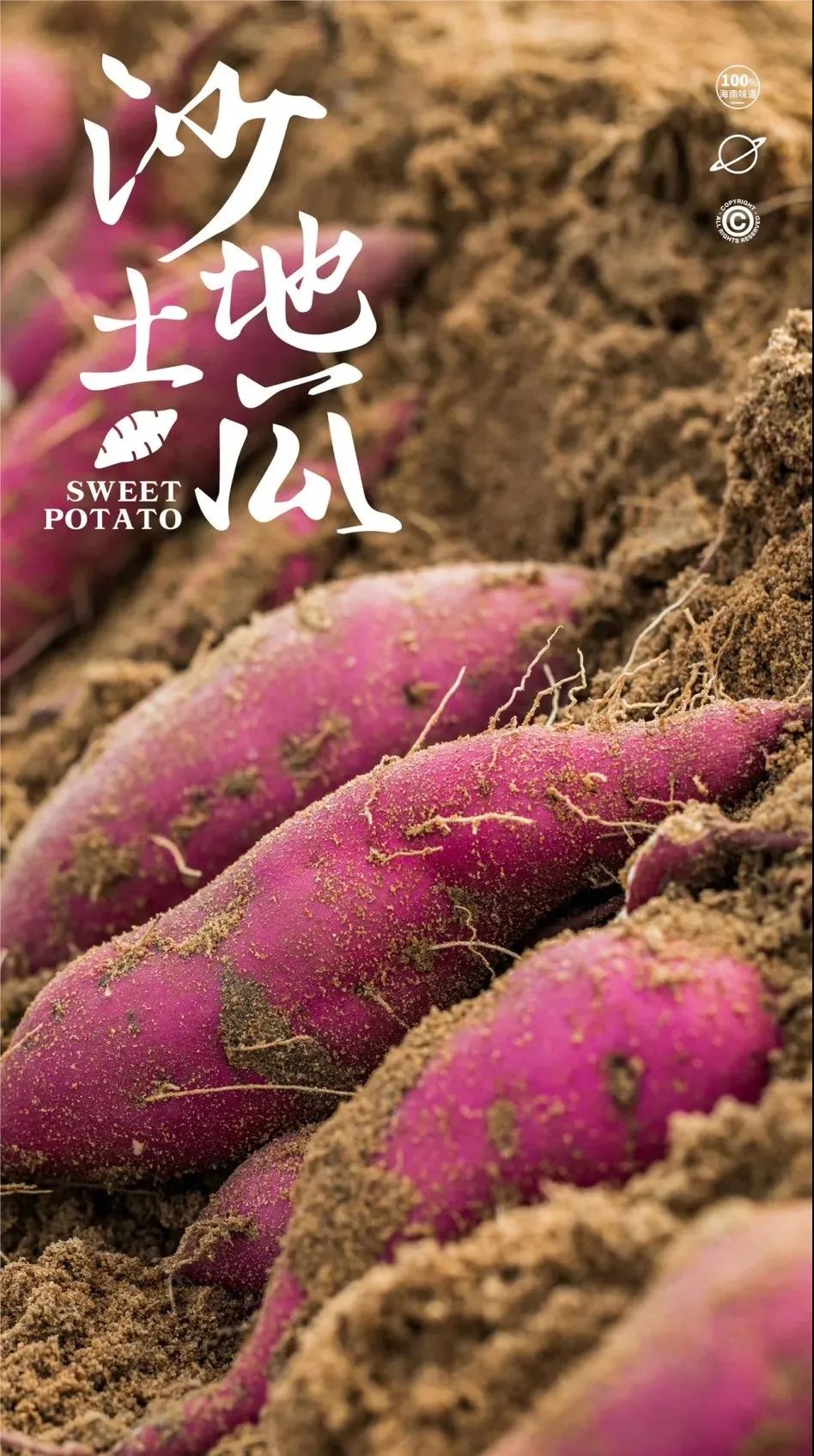 桥头富硒地瓜和板栗地瓜（桥头板栗薯）-硒宝网