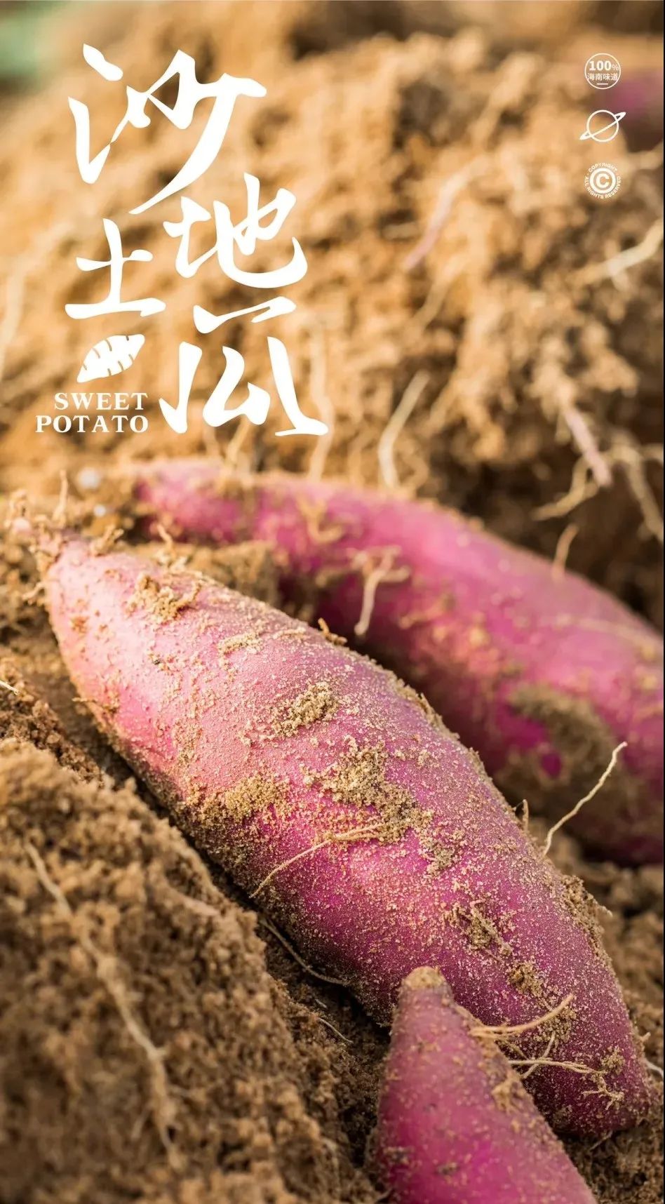 桥头富硒地瓜和板栗地瓜（桥头板栗薯）-硒宝网