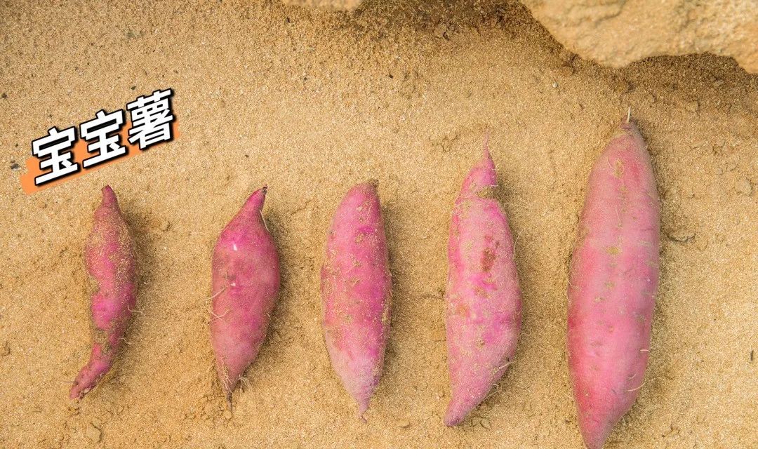 桥头富硒地瓜和板栗地瓜（桥头板栗薯）-硒宝网