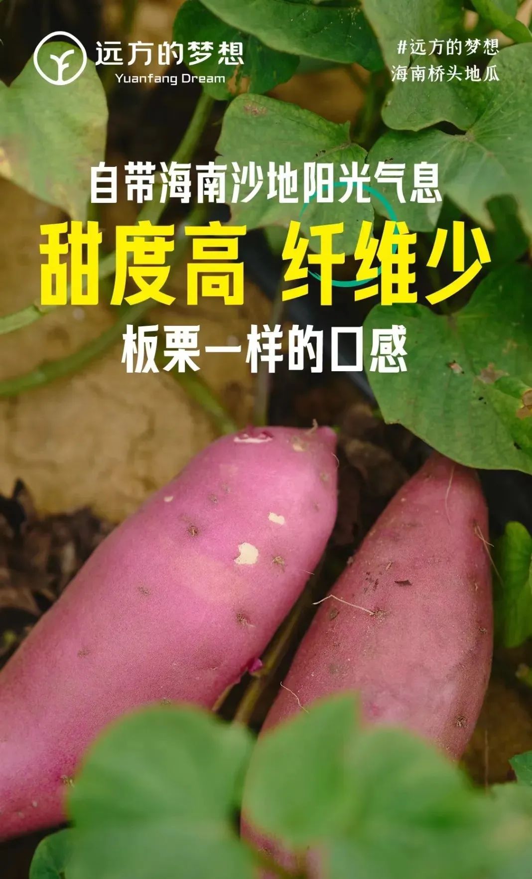 桥头富硒地瓜和板栗地瓜（桥头板栗薯）-硒宝网