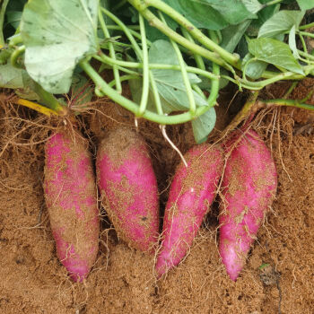 海南富硒地瓜含硒元素吗(海南富硒地瓜多少钱一斤)-硒宝网