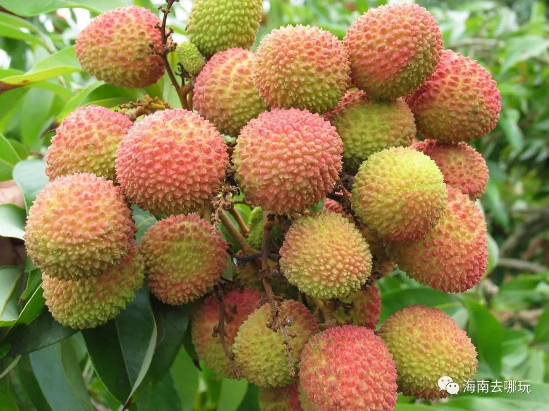 海南富硒地瓜有什么作用(海南地瓜营养价值)-硒宝网