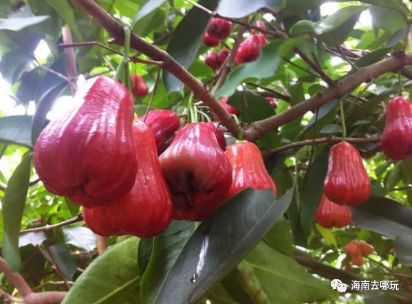 海南富硒地瓜有什么作用(海南地瓜营养价值)-硒宝网