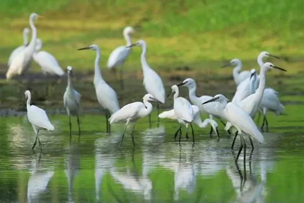 海南富硒地瓜有什么作用（海南的富硒地瓜）-硒宝网