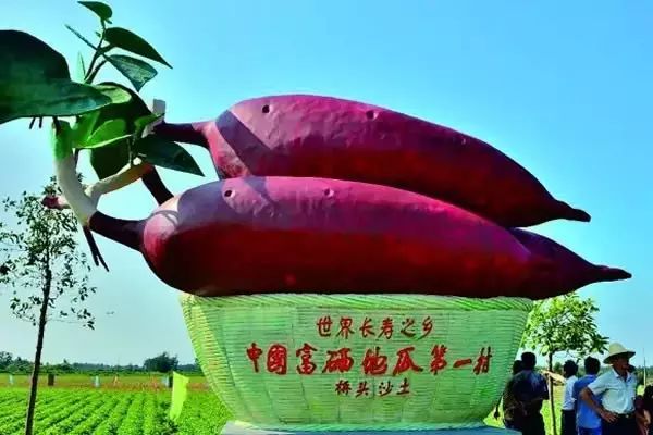 海南富硒地瓜有什么作用（海南的富硒地瓜）-硒宝网