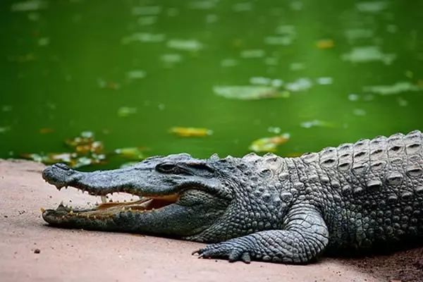 海南富硒地瓜有什么作用（海南的富硒地瓜）-硒宝网