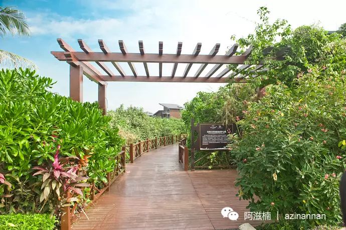 海南富硒地瓜有什么作用（海南富硒地瓜是毒地瓜吗）-硒宝网