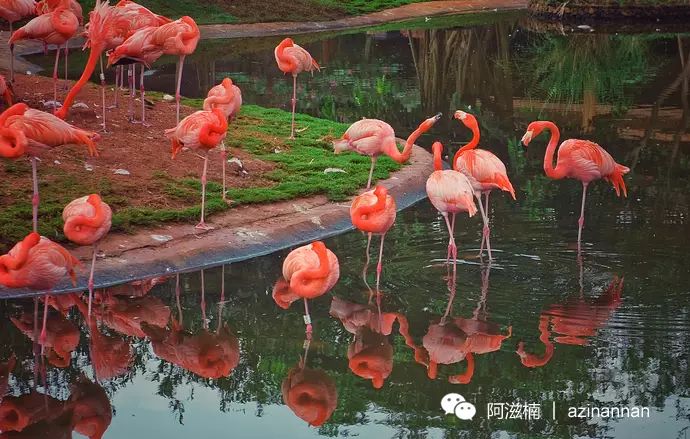 海南富硒地瓜有什么作用（海南富硒地瓜是毒地瓜吗）-硒宝网