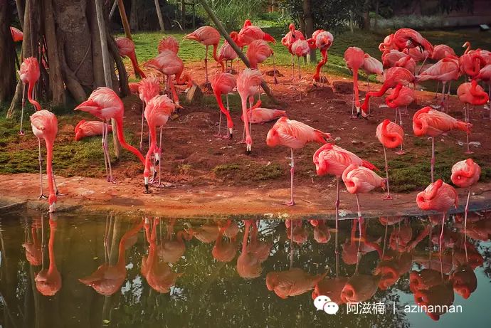 海南富硒地瓜有什么作用（海南富硒地瓜是毒地瓜吗）-硒宝网