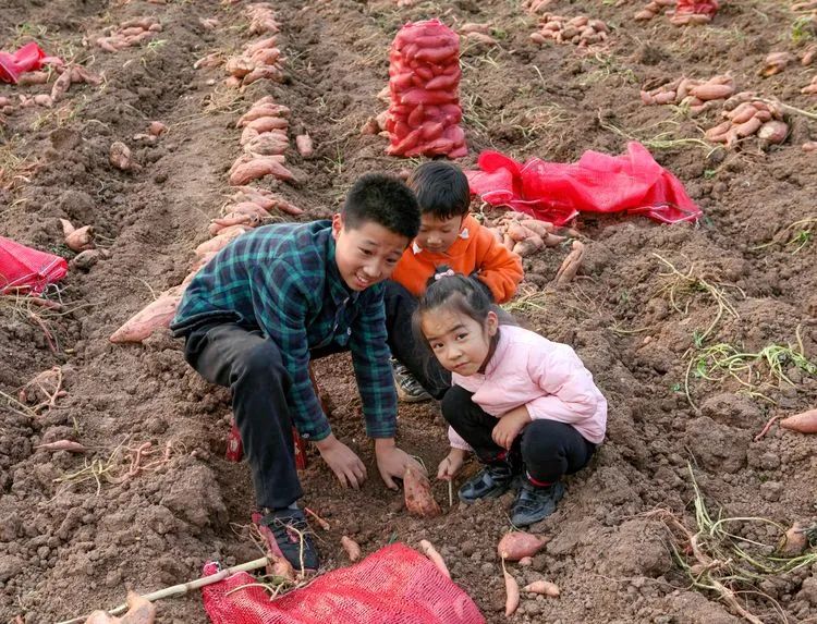 煮富硒地瓜多久熟透能吃（煮能熟透地瓜吃富硒吗）-硒宝网