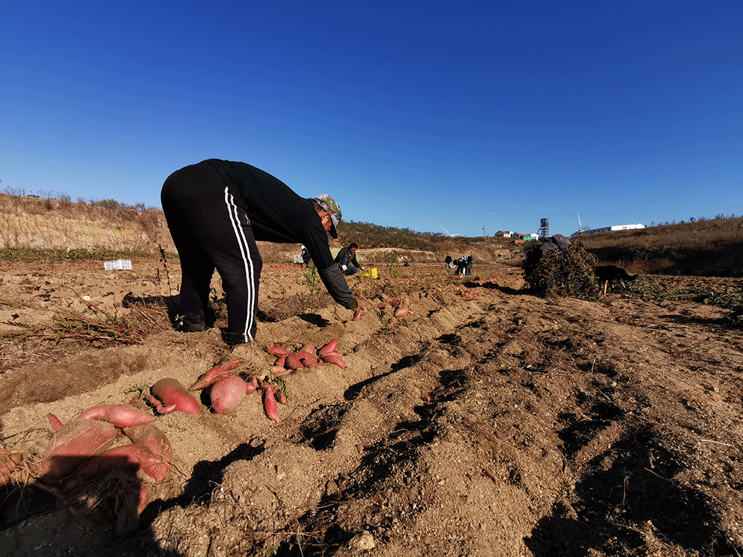 煮富硒地瓜多久熟透能吃（煮能熟透地瓜吃富硒吗）-硒宝网