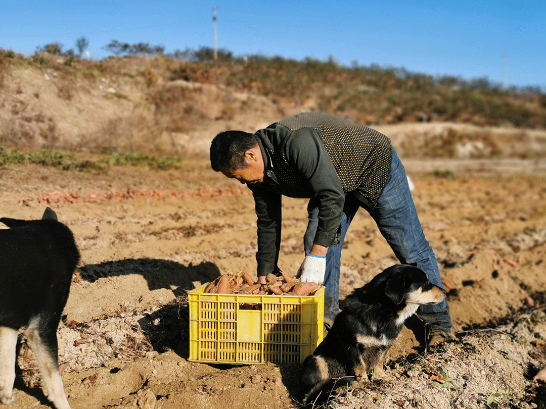 煮富硒地瓜多久熟透能吃（煮能熟透地瓜吃富硒吗）-硒宝网