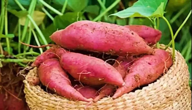 桥头富硒地瓜有什么好处(桥头镇富硒地瓜)-硒宝网