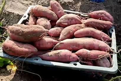 富硒地瓜为什么容易坏掉(坏掉地瓜容易富硒吗)-硒宝网