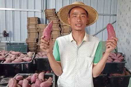 富硒地瓜为什么容易坏掉(坏掉地瓜容易富硒吗)-硒宝网