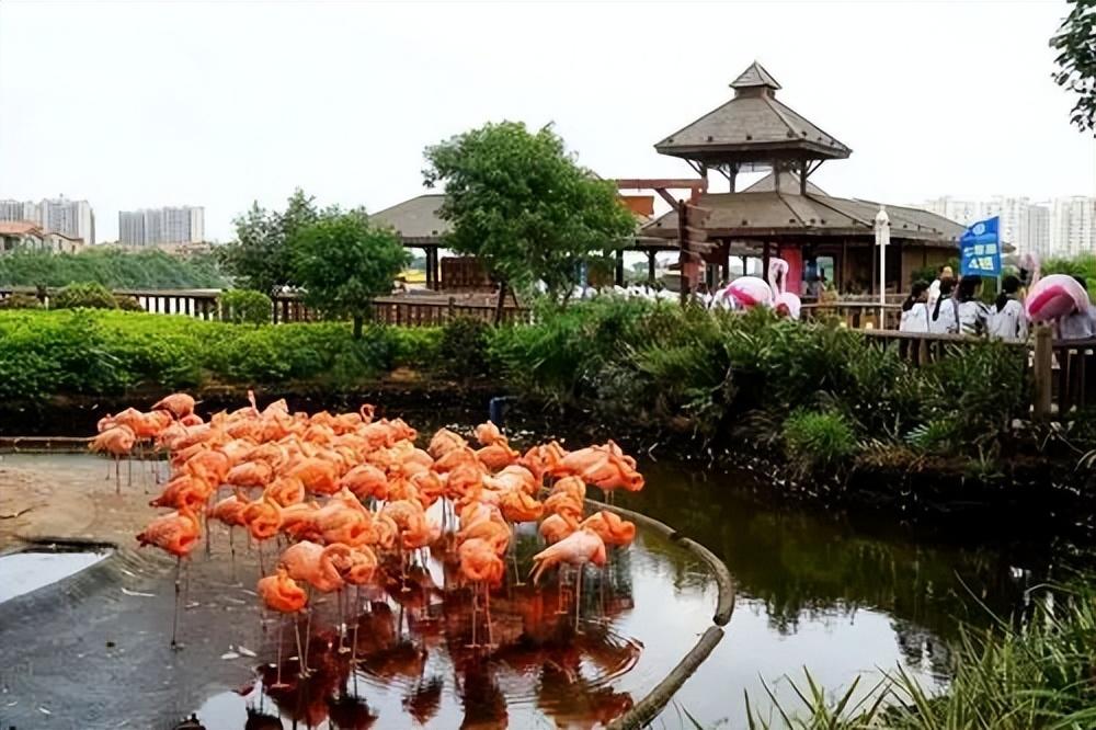 海南富硒地瓜哪里最好种（海南地瓜种富硒好不好吃）-硒宝网