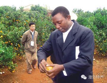 澄迈桥头富硒地瓜推荐店（海南澄迈桥头地瓜销售点）-硒宝网