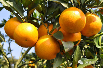 澄迈桥头富硒地瓜推荐店（海南澄迈桥头地瓜销售点）-硒宝网