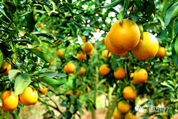 澄迈桥头富硒地瓜推荐店（海南澄迈桥头地瓜销售点）-硒宝网